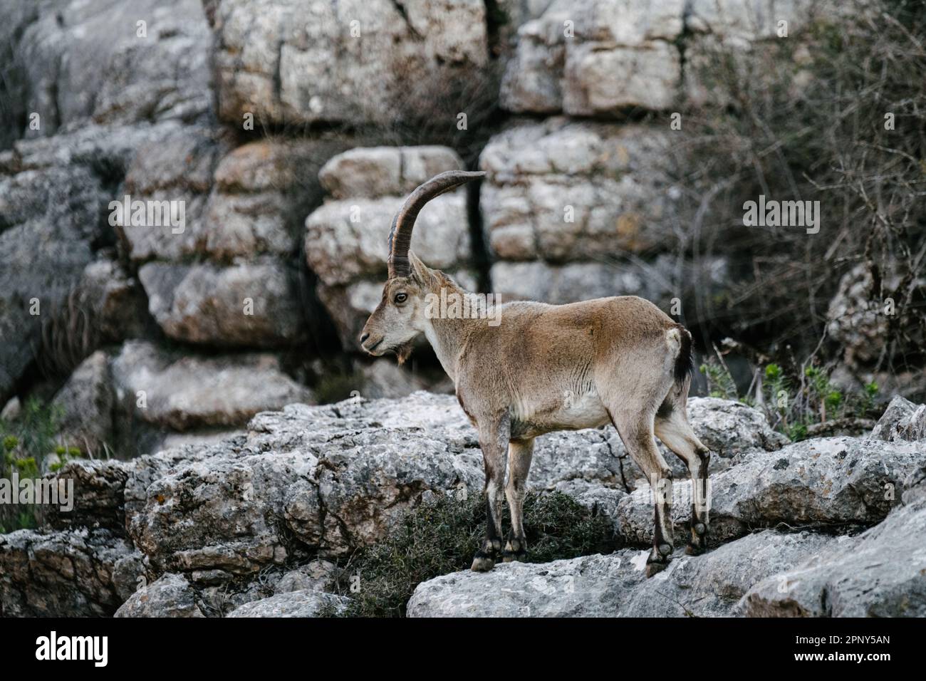 Stambecco selvaggio libero sulla montagna rocciosa Foto Stock