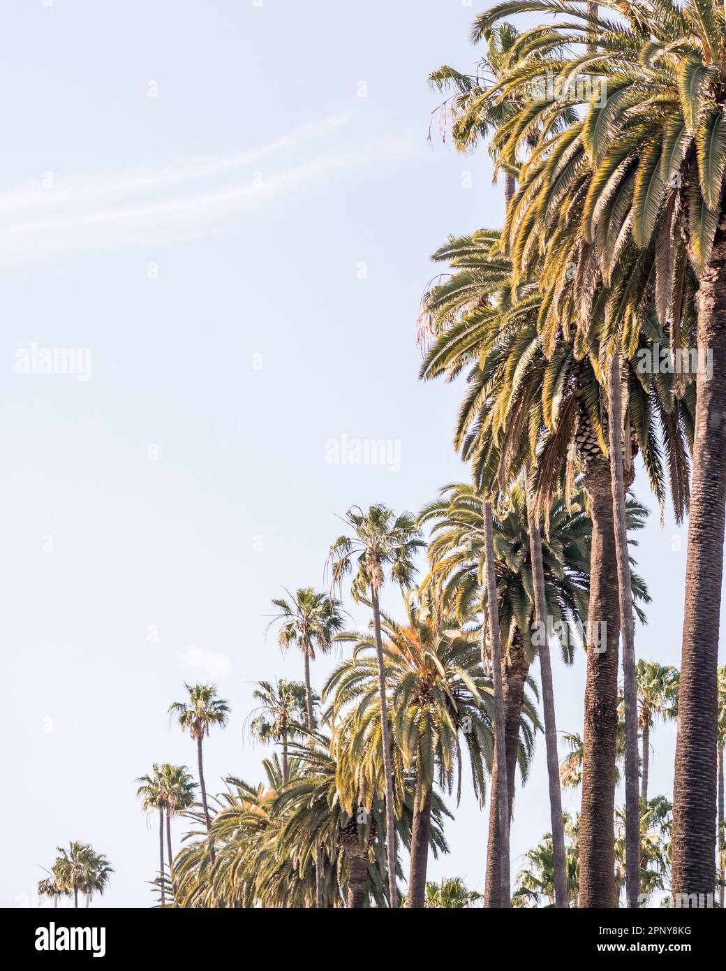California palme contro il cielo blu Foto Stock