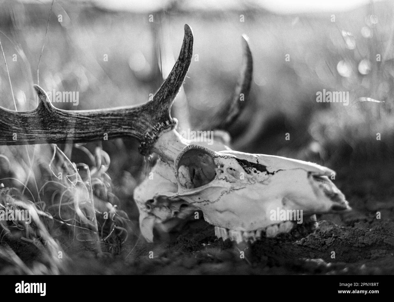 Un cranio di cervo si siede in erba secca, New Mexico. Foto Stock