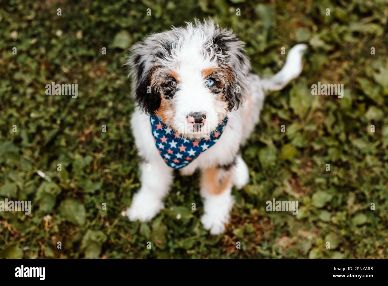 Bernedoodle Puppy con Star Bandana Foto Stock