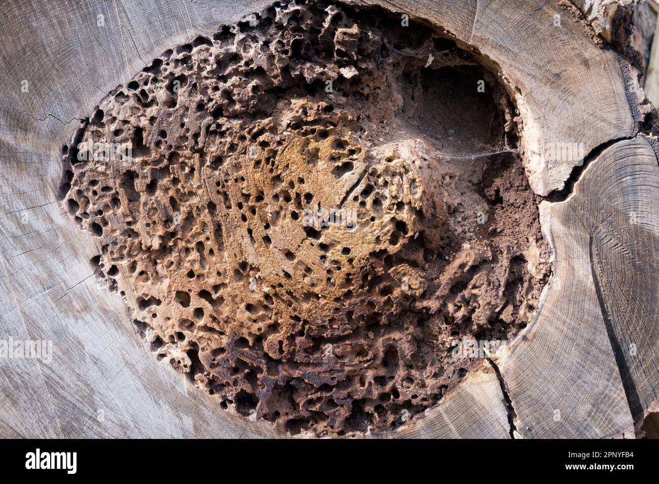 Potete trovare la bellezza astratta o le forme interessanti appena circa dovunque, se osservate appena abbastanza duro. Queste forme piacevoli e legno sbiancato sono un cl Foto Stock