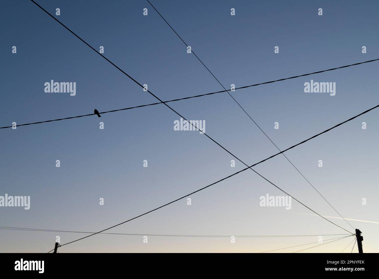 Uccello solitario arroccato su fili nel villaggio di Radley all'alba. Vuoto e isolamento. Foto Stock