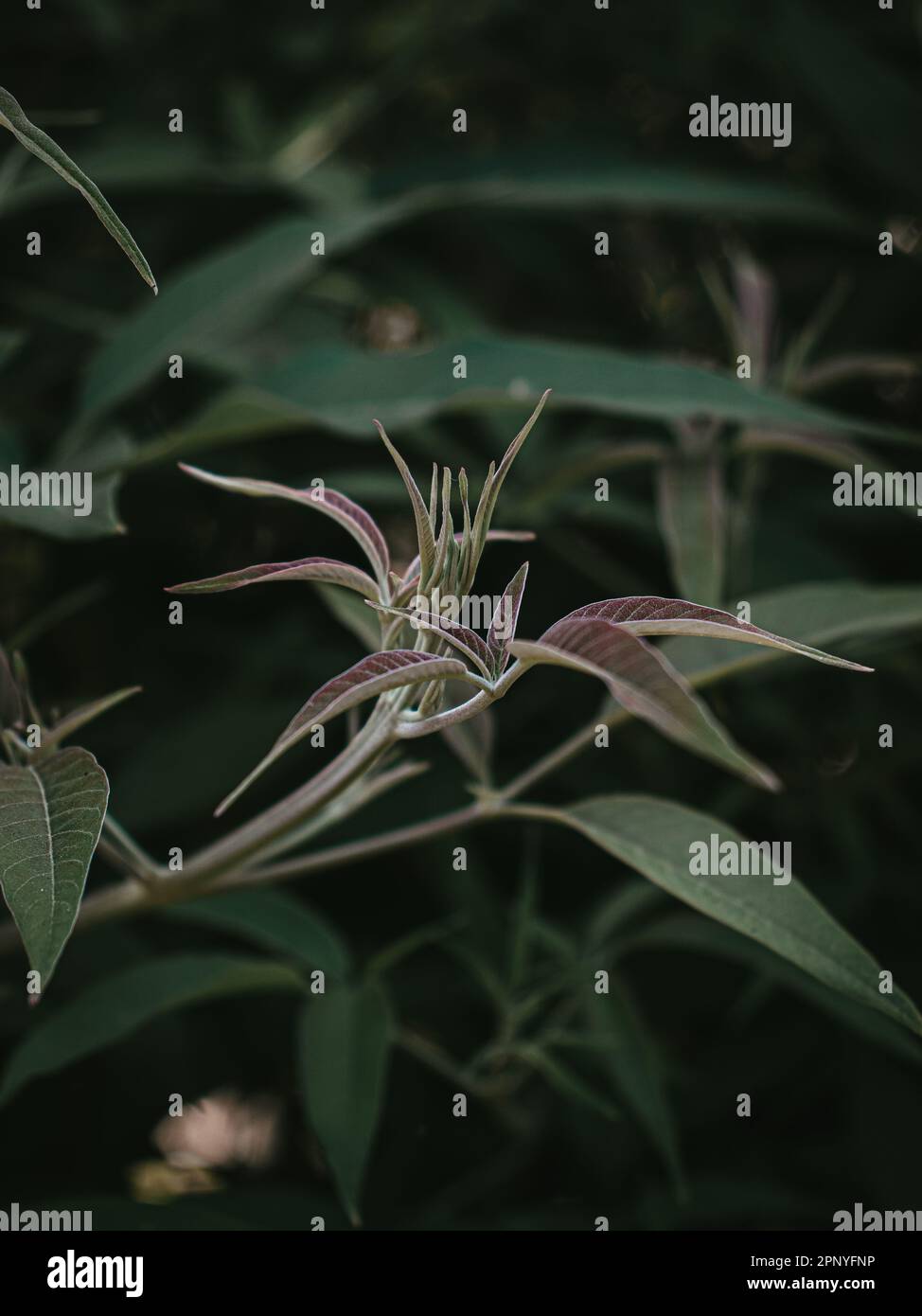La testa di pianta verde moody di Chastetree cinese. Messa a fuoco selettiva. Foto Stock