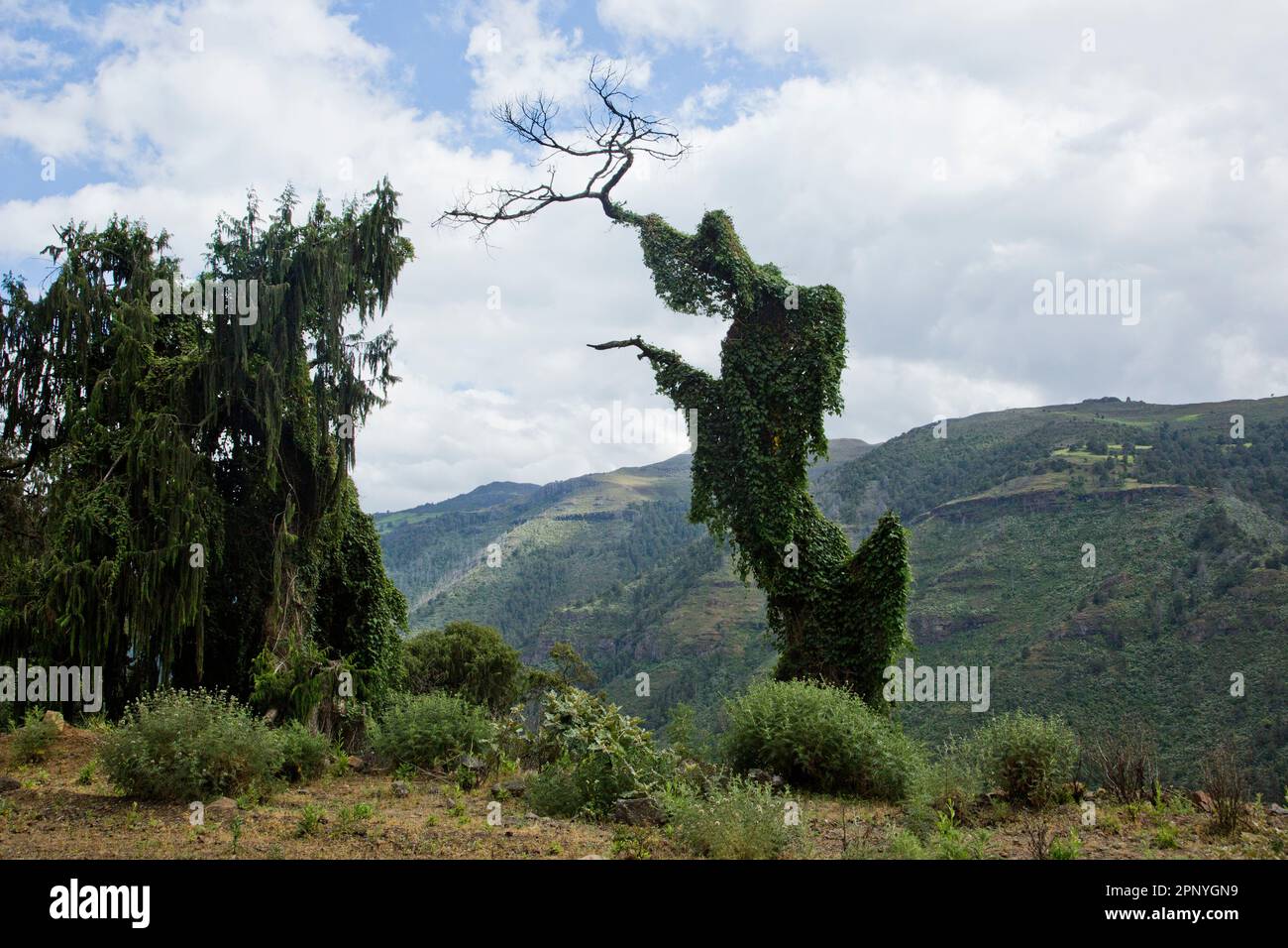 Parco Nazionale delle Bale Mountains Foto Stock