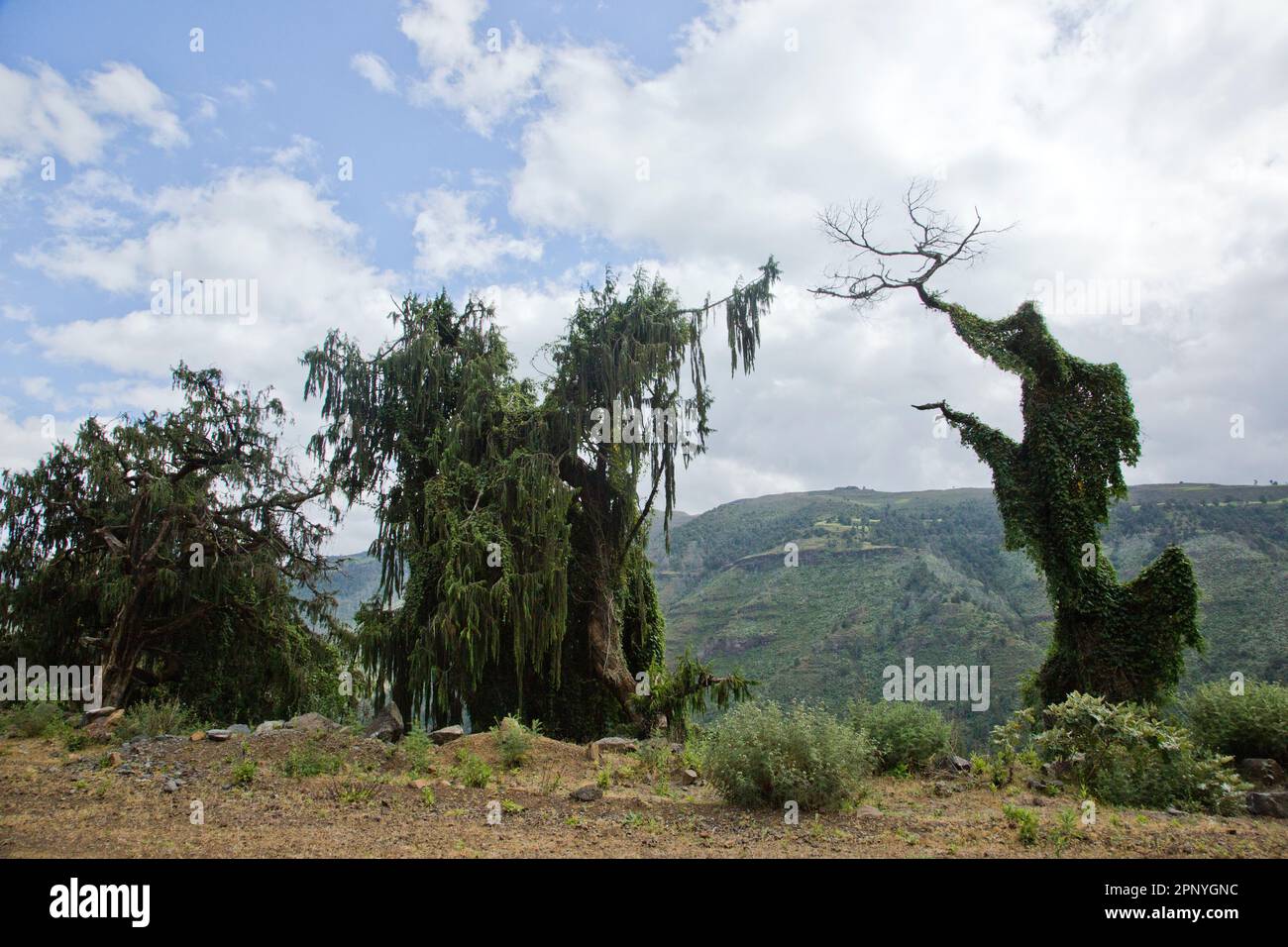 Parco Nazionale delle Bale Mountains Foto Stock