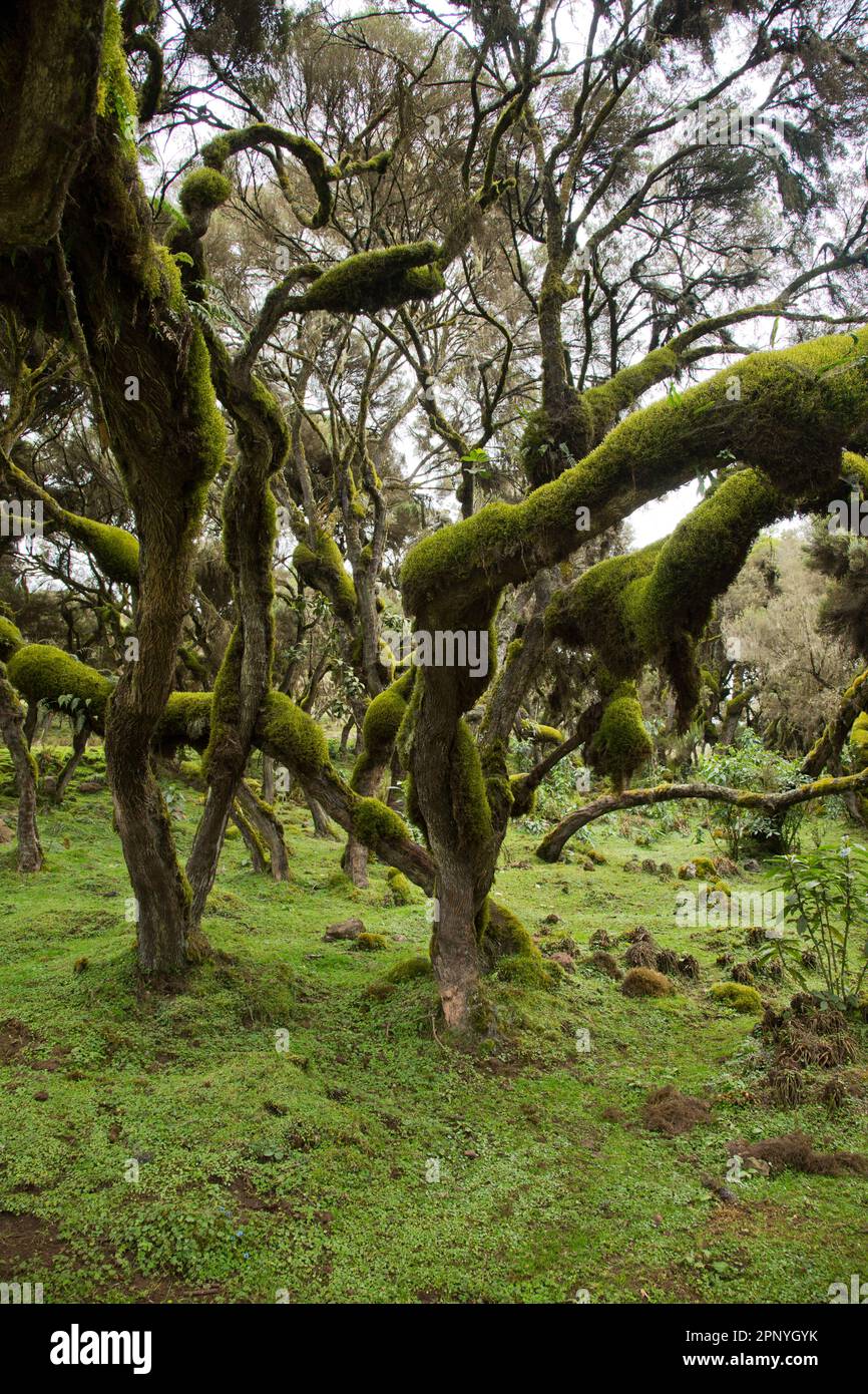 Harenna Forest foresta nube foresta nel Parco Nazionale delle Montagne Bale Foto Stock