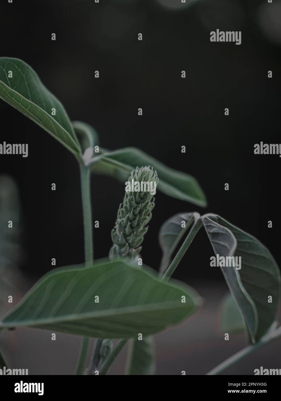 Fuoco selettivo Closeup del germoglio di fiore della pianta di Rattlepod. Astratto. Foto Stock