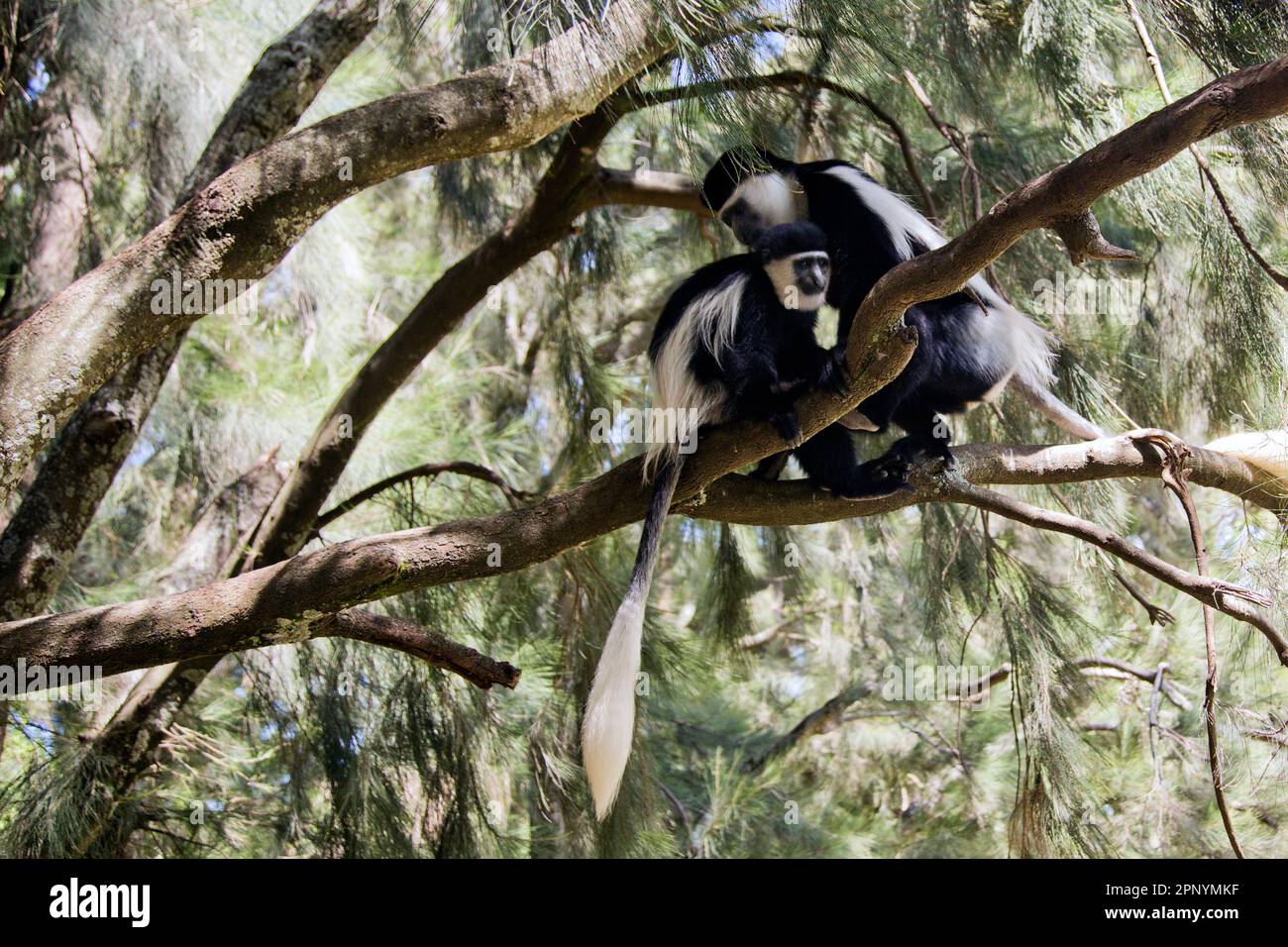 Guereza mantellata (Colobus guereza) o colobus bianco e nero abissino nel Parco Amora Gedel di Awassa, Etiopia Foto Stock