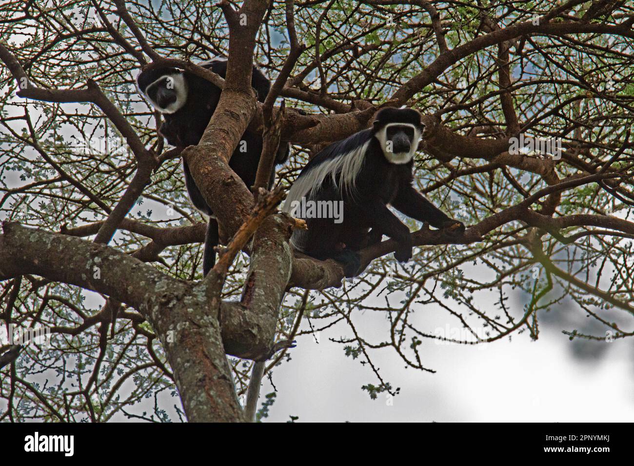 Guereza mantellata (Colobus guereza) o colobus bianco e nero abissino nel Parco Amora Gedel di Awassa, Etiopia Foto Stock