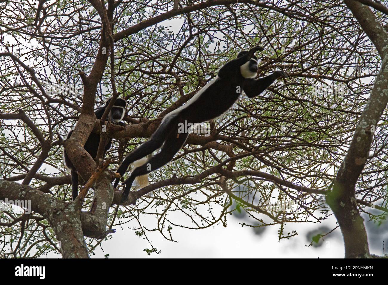 Guereza mantellata (Colobus guereza) o colobus bianco e nero abissino nel Parco Amora Gedel di Awassa, Etiopia Foto Stock