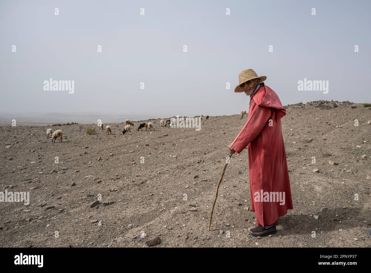 Ritratto di un pastore anziano vestito con una djellaba rossa che branda il suo gregge nelle aride terre del Marocco. Foto Stock