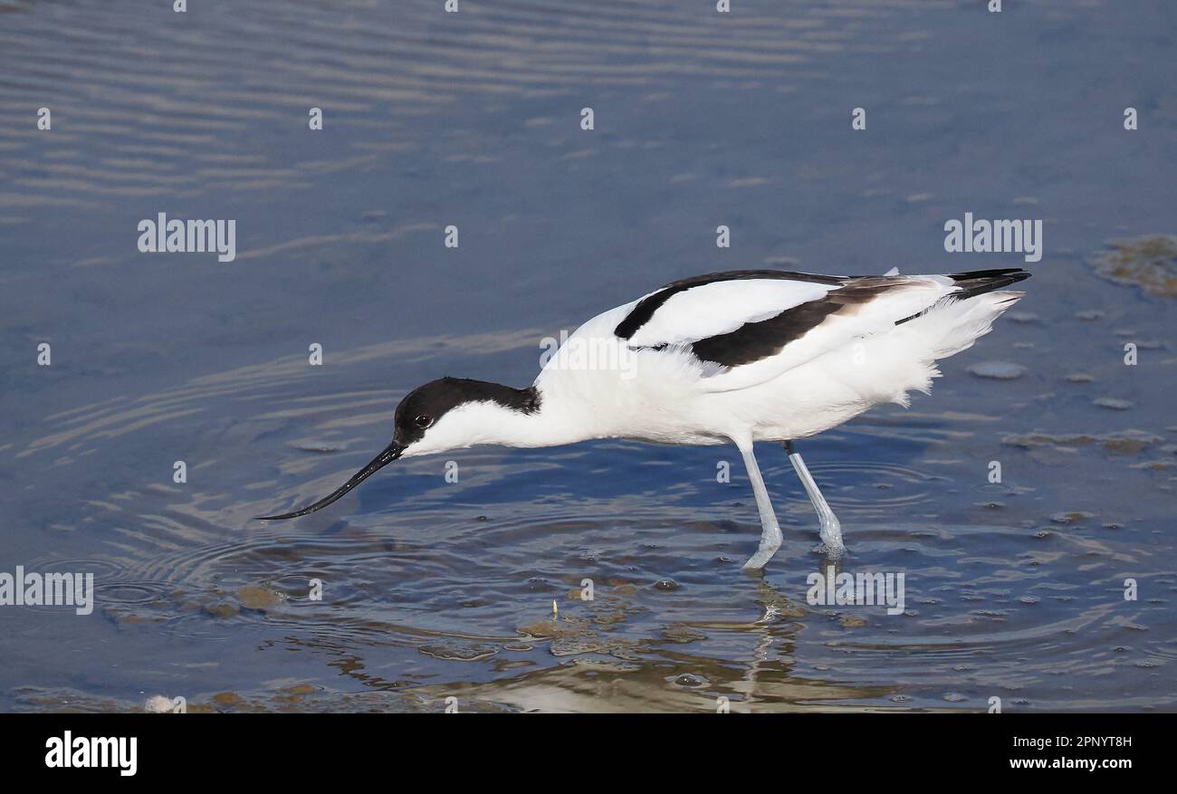 L'avoceto era un raro uccello da allevamento nel Regno Unito un paio di decenni fa. Si è espanso rapidamente e con successo . Foto Stock