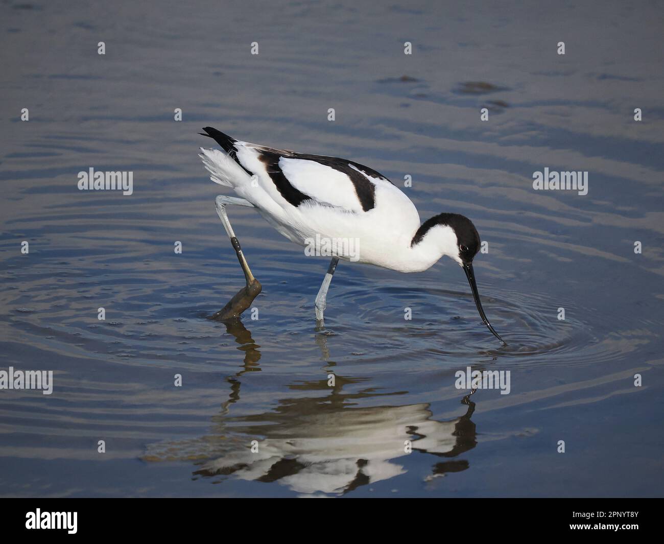 L'avoceto era un raro uccello da allevamento nel Regno Unito un paio di decenni fa. Si è espanso rapidamente e con successo . Foto Stock