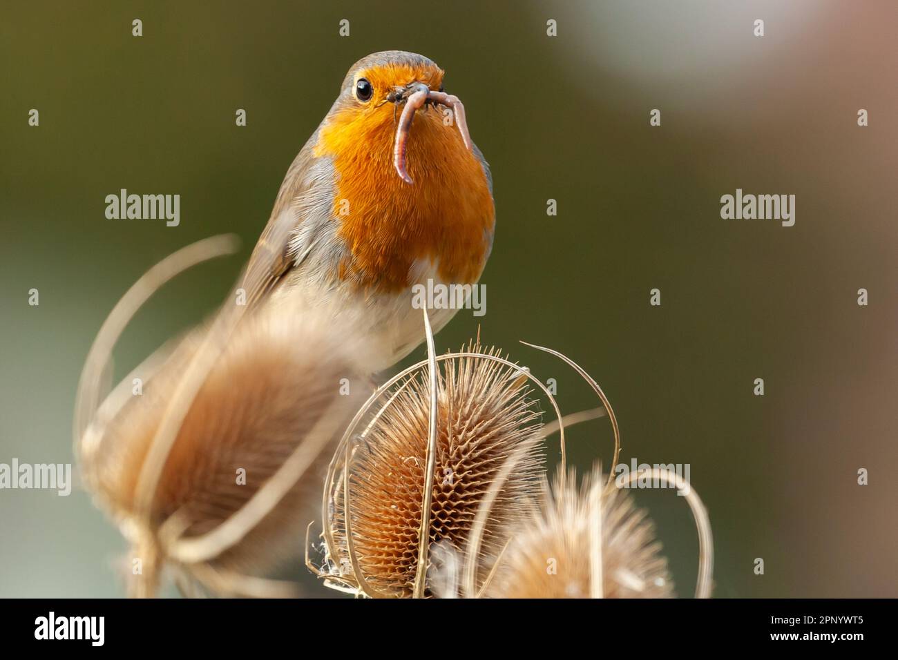 L'uccello precoce cattura il verme. European Robin rosso primo piano l'allattamento appollaiato su una pianta da tè. Vermi e insetti nel suo becco in natura. Foto Stock