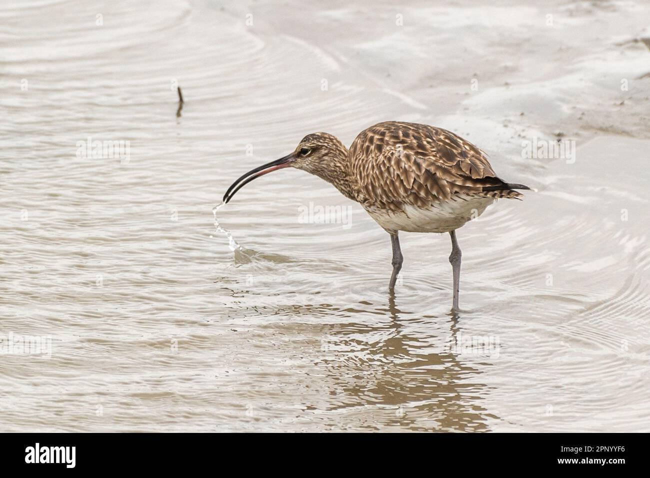 Timoleague, West Cork, Irlanda. 21st Apr, 2023. La Giornata Mondiale dell'Curlew si svolge ogni anno il 21st aprile. La popolazione irlandese di Curlew (Numenius arquata) rischia di estinguersi entro il prossimo decennio. Questa mattina, nell'estuario di Timoleague, si possono vedere delle corone. Credit: AG News/Alamy Live News Foto Stock