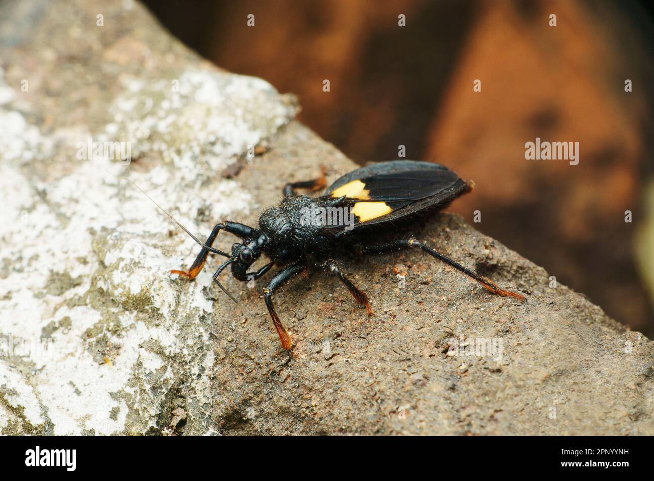 Bug di puzzolente giallo, Erthesina fullo, Satara, Maharashtra, India Foto Stock