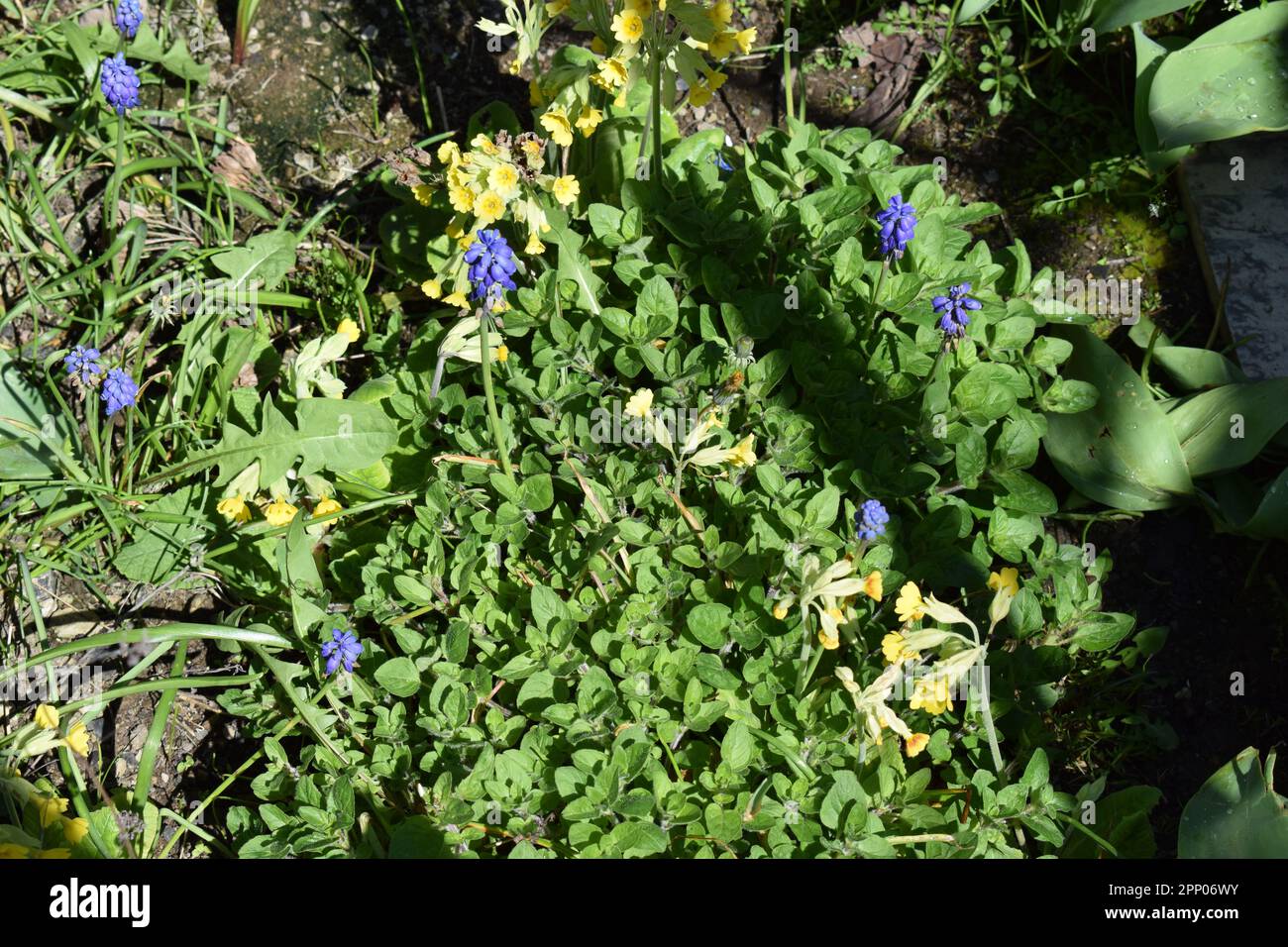 Primula Veris fiori in primavera Foto Stock