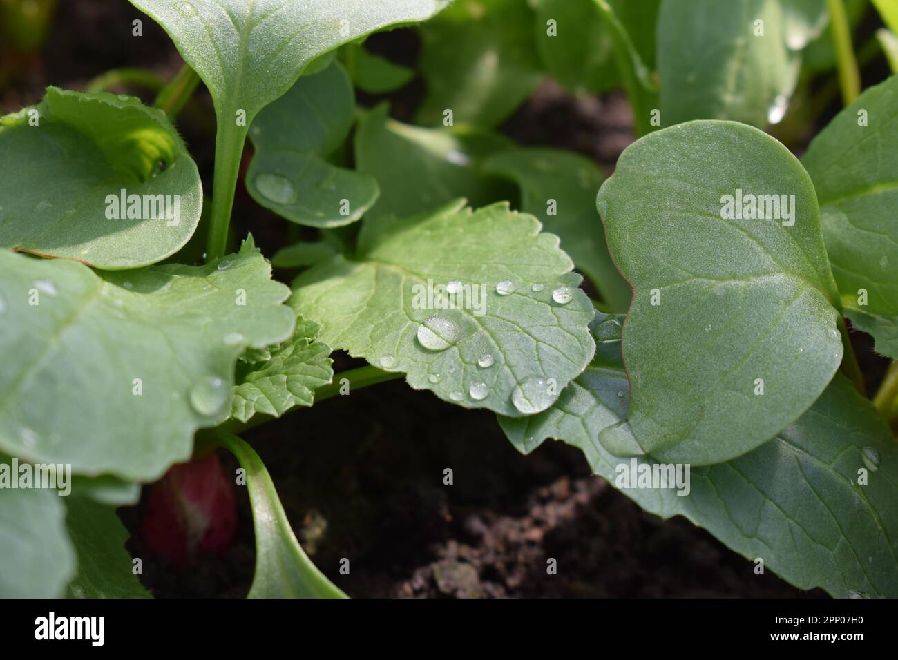 gocce d'acqua o una foglia verde Foto Stock