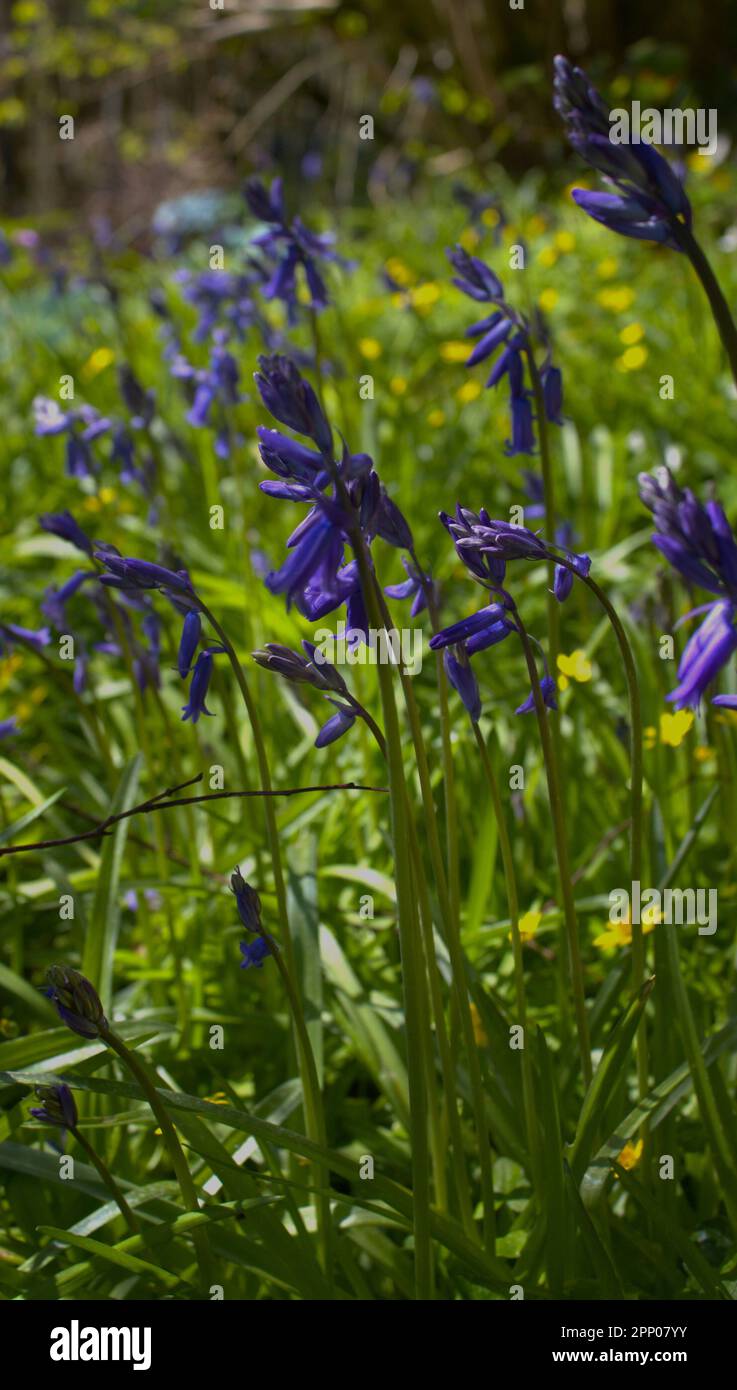 Bluebells in boschi decidui, Galles UK Foto Stock