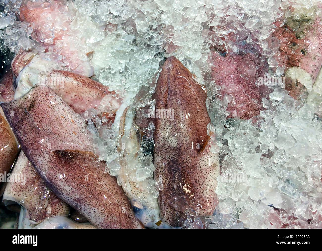 Calamari freschi crudi su ghiaccio nel supermarlet di Yogyakarta, Indonesia Foto Stock