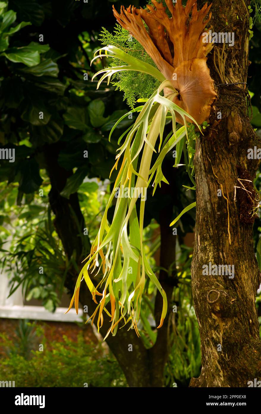 Tanduk Rusa, corna punte (platycerium coronarium, platycerium willinckii) foglie verdi Foto Stock