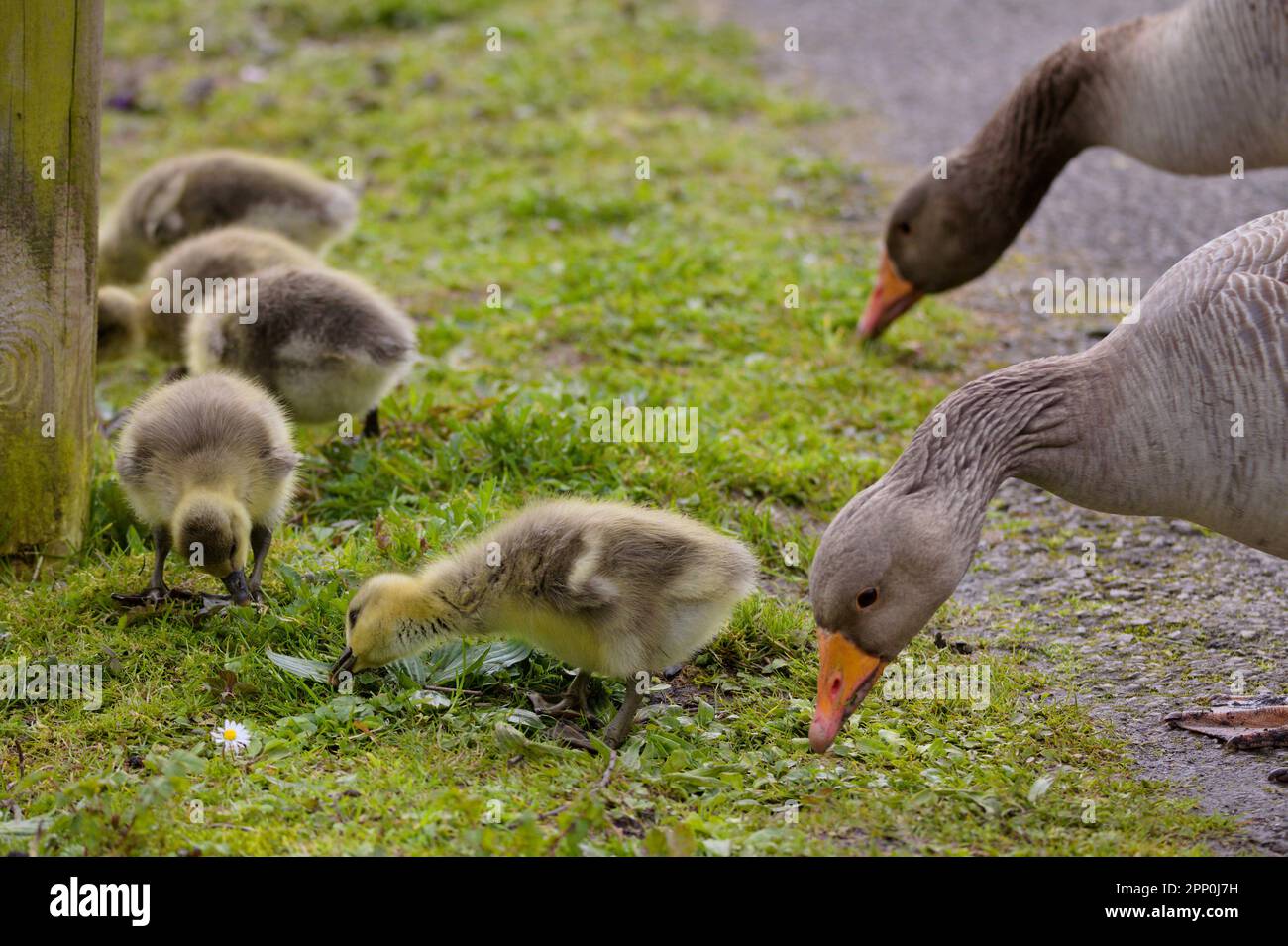 Greylag oche Anser anser, adulti e pulcini stagione primaverile. Zampe rosa arancione rosa piume grigio adulto, pulcini giallo pallido e grigio scuro zampe e becco Foto Stock