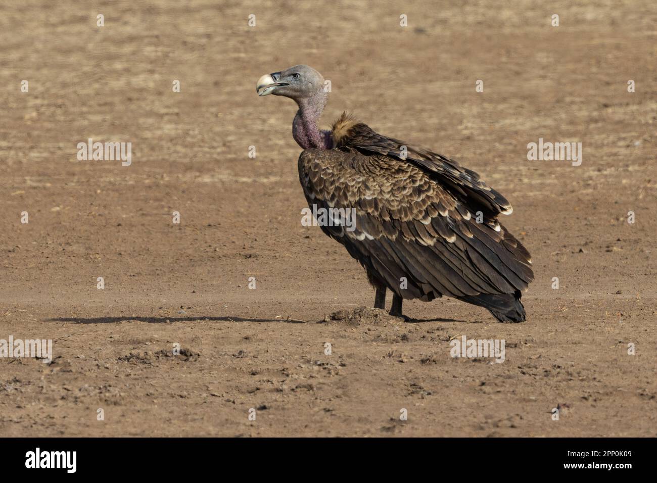Ruppells Vulture (Gyps rueppelli) a riposo sul terreno Foto Stock