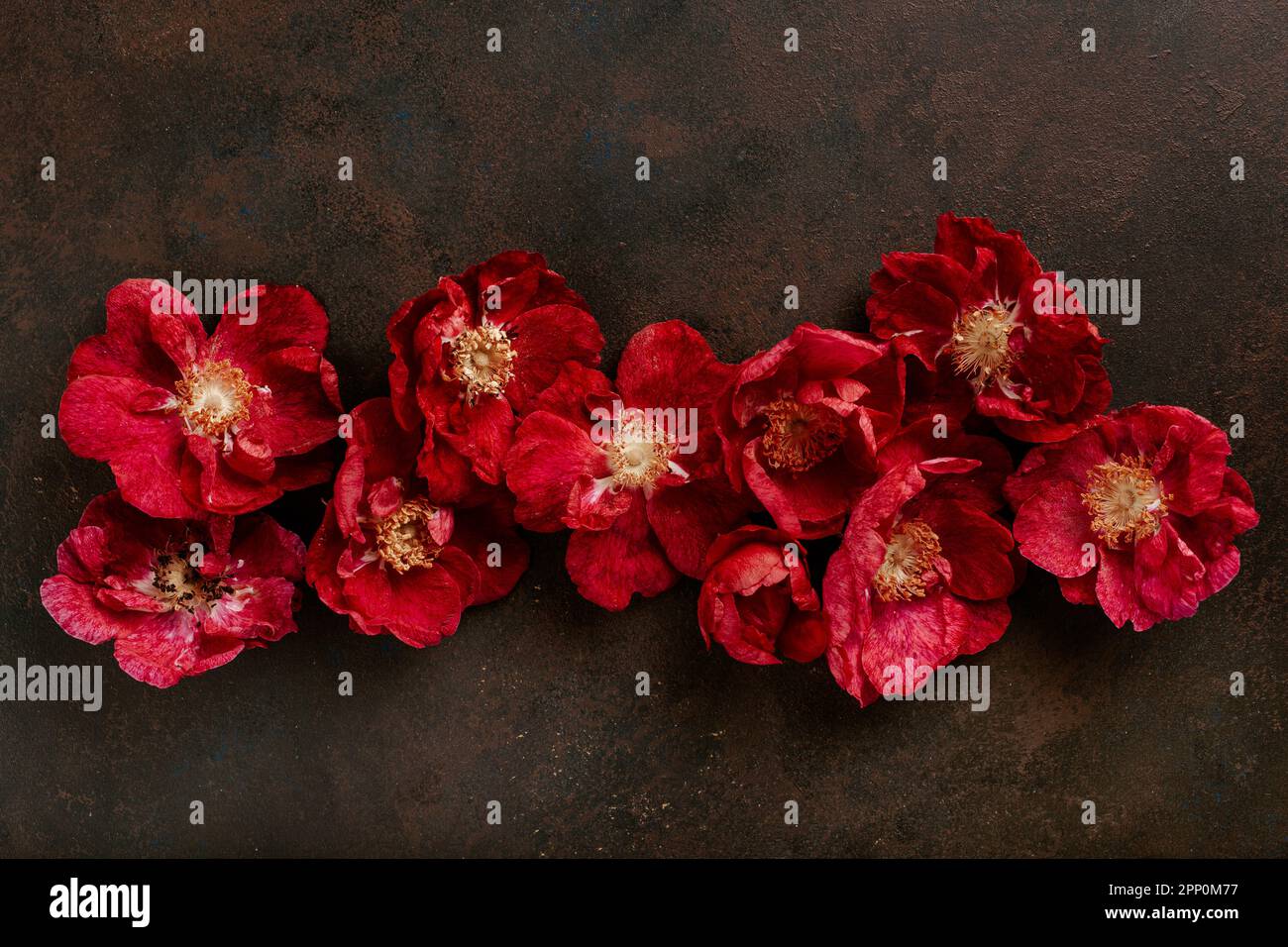 un bel cane rosa rosso rosa fiori sfondo rosa Foto Stock