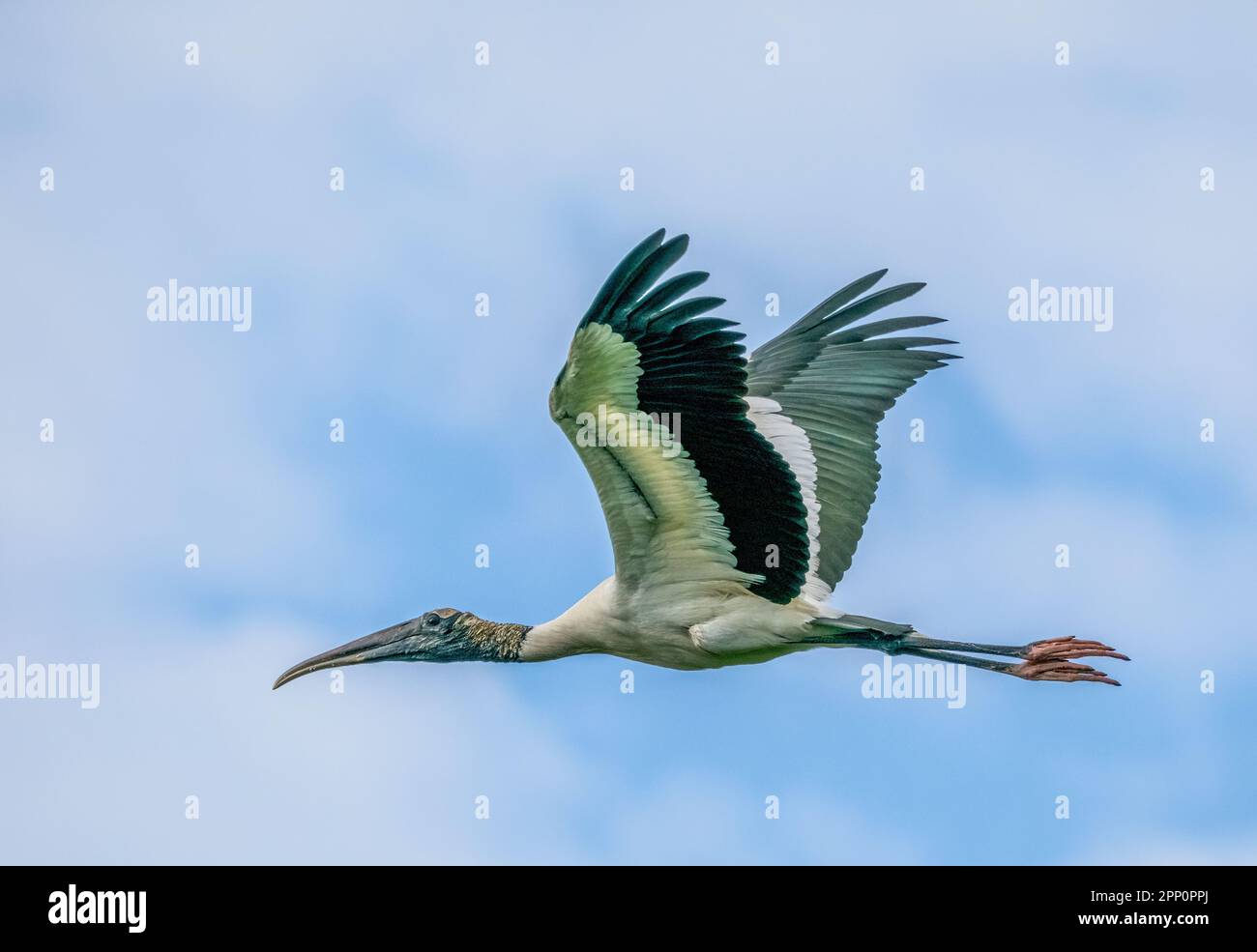 Un singolo Wood Stork che vola alle Wakodahatchee Wetlands a Delray Beach Florida USA Foto Stock