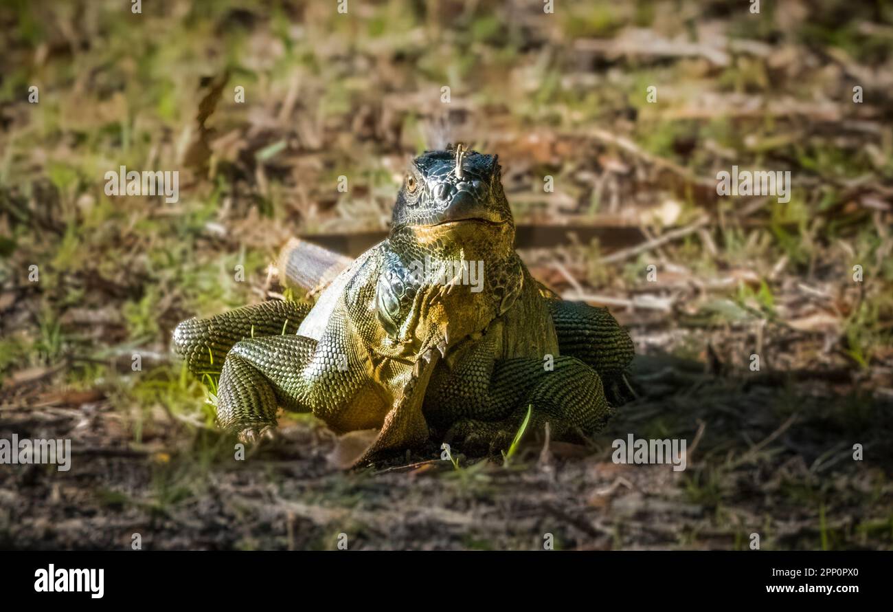 Iquana a Wakodahatchee Wetlands a Delray Beach Florida USA Foto Stock