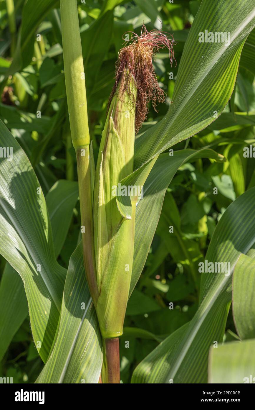 Pannocchie di mais con bracche in un campo di mais. Le bratte verdi proteggono i chicchi di mais. Le vene delle foglie sono chiaramente visibili. Foto Stock