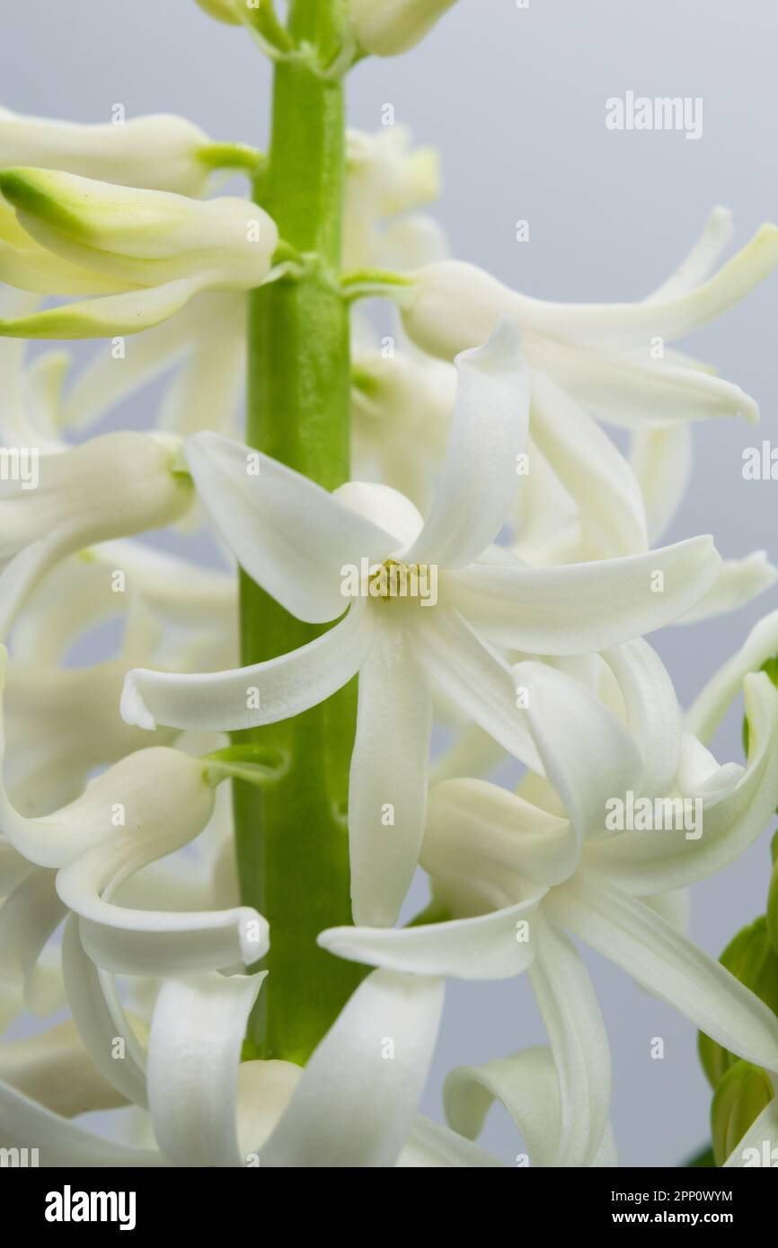 Fiore giacinto. Vista ravvicinata di fiori bianchi giacinto su sfondo chiaro Foto Stock