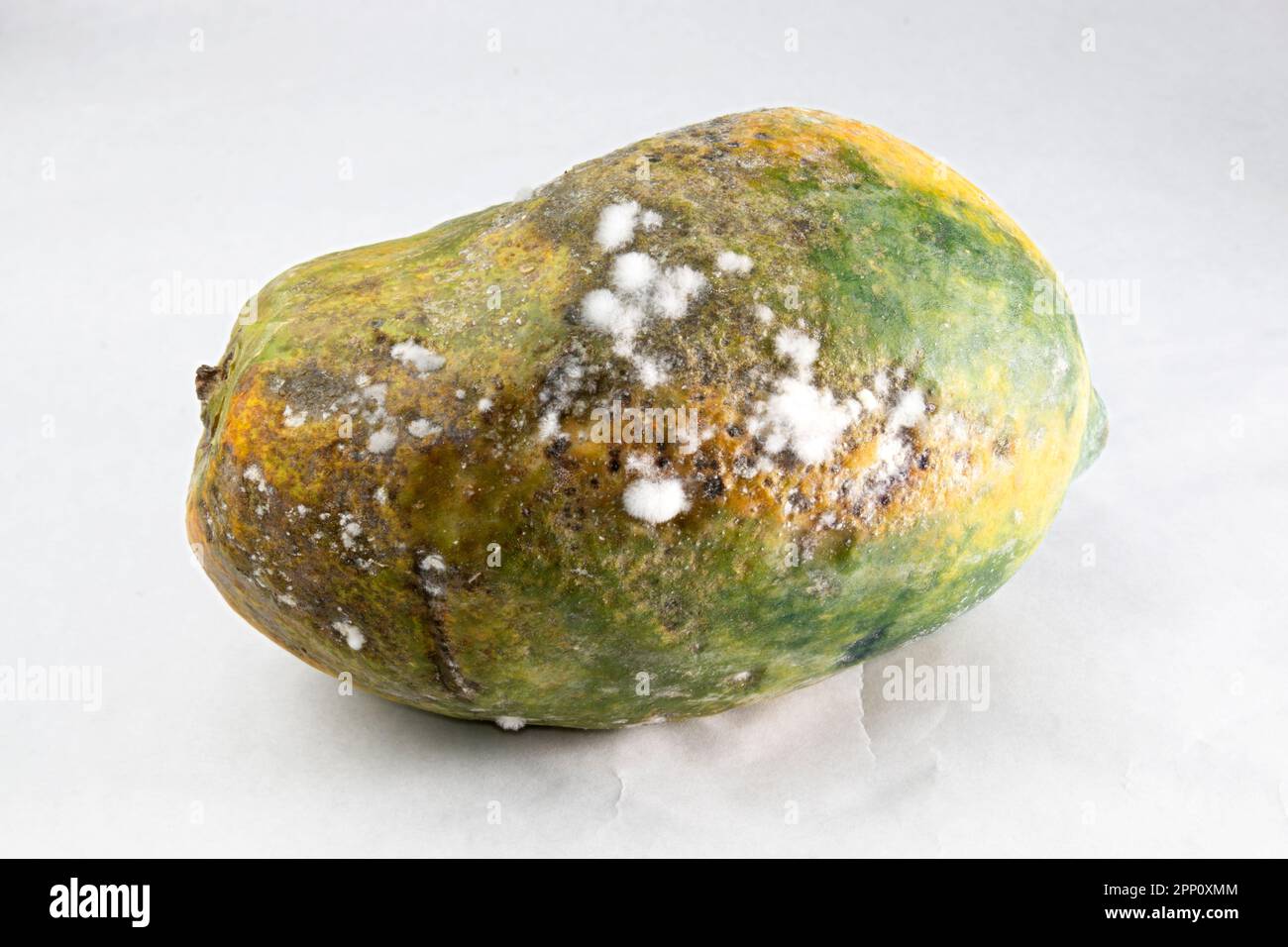 Papaya marcio con funghi ammuffiti. il marcio di frutta ha un fungo e un agente patogeno su sfondo bianco. Foto Stock