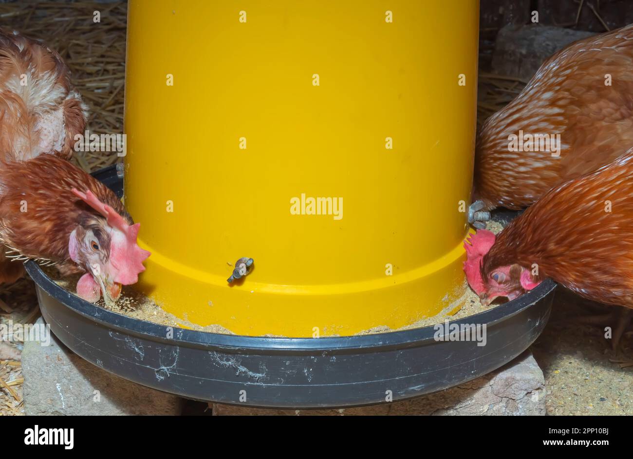 Galline mangiano dall'alimentatore Foto Stock