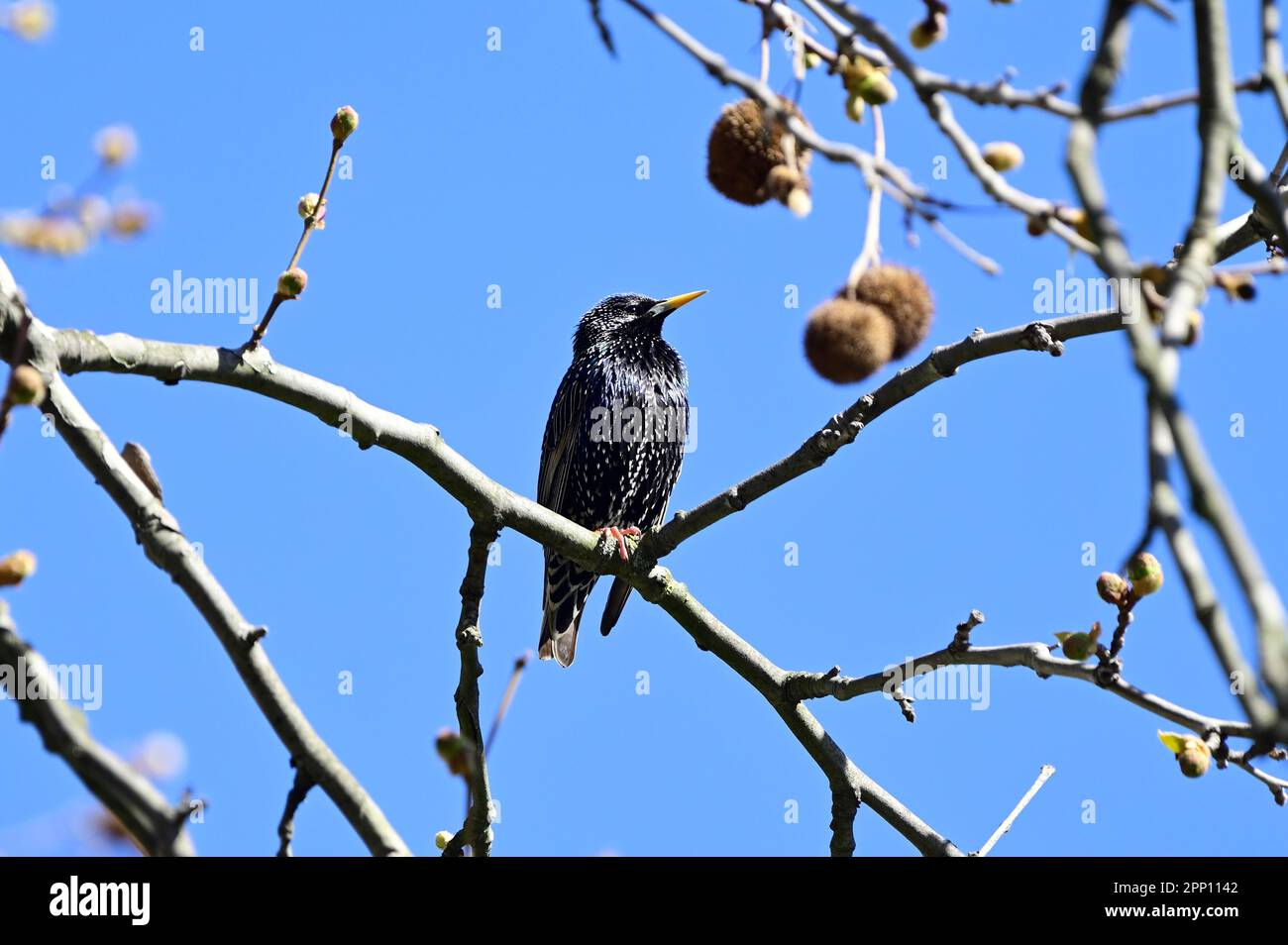 Vienna, Austria. Il cimitero centrale di Vienna. Starring europeo (Sturnus vulgaris) siede in rami Foto Stock