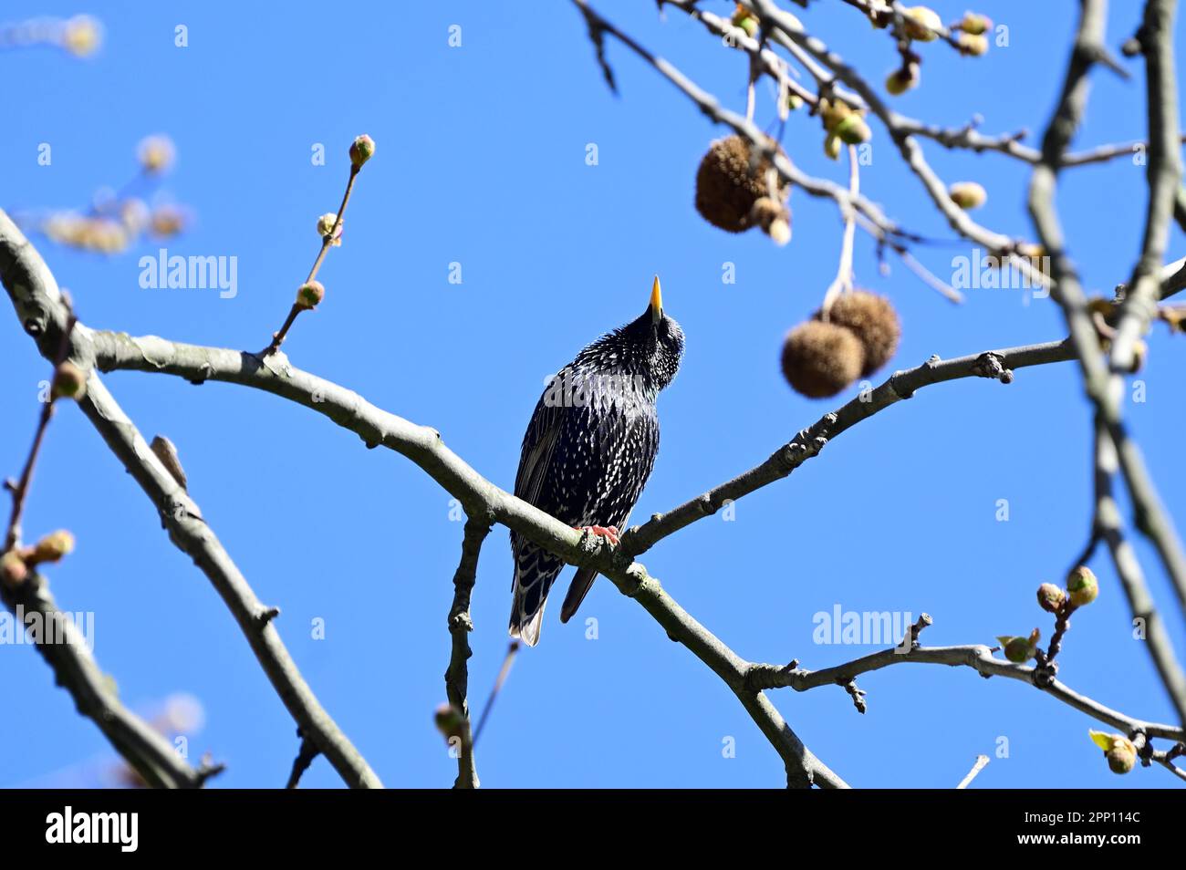 Vienna, Austria. Il cimitero centrale di Vienna. Starring europeo (Sturnus vulgaris) siede in rami Foto Stock