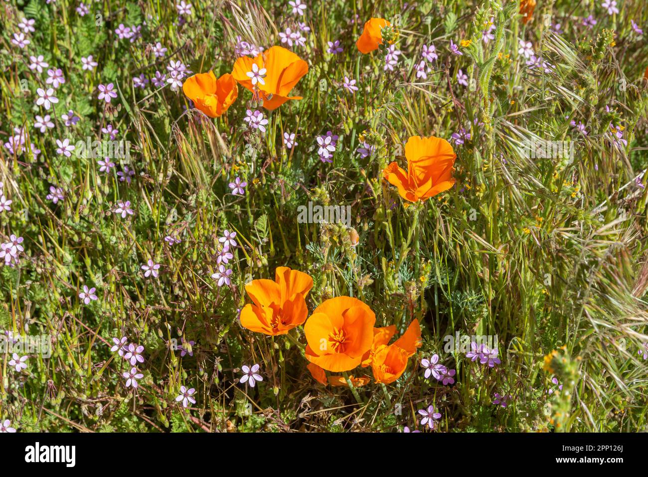 Le condizioni atmosferiche hanno prodotto superfiori di papavero e di fiori selvatici nella Valle dell'Antelope nella California del Sud, a nord di Los Angeles, nel 2019 e nel 2023. Foto Stock