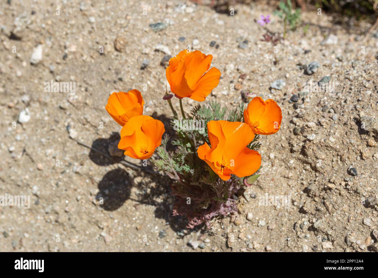 Le condizioni atmosferiche hanno prodotto superfiori di papavero e di fiori selvatici nella Valle dell'Antelope nella California del Sud, a nord di Los Angeles, nel 2019 e nel 2023. Foto Stock