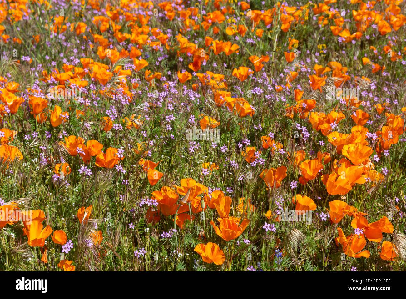 Le condizioni atmosferiche hanno prodotto superfiori di papavero e di fiori selvatici nella Valle dell'Antelope nella California del Sud, a nord di Los Angeles, nel 2019 e nel 2023. Foto Stock