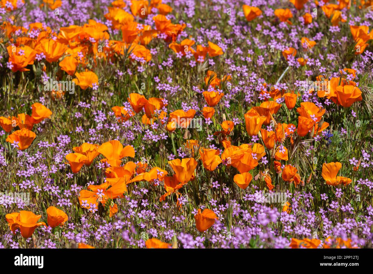 Le condizioni atmosferiche hanno prodotto superfiori di papavero e di fiori selvatici nella Valle dell'Antelope nella California del Sud, a nord di Los Angeles, nel 2019 e nel 2023. Foto Stock