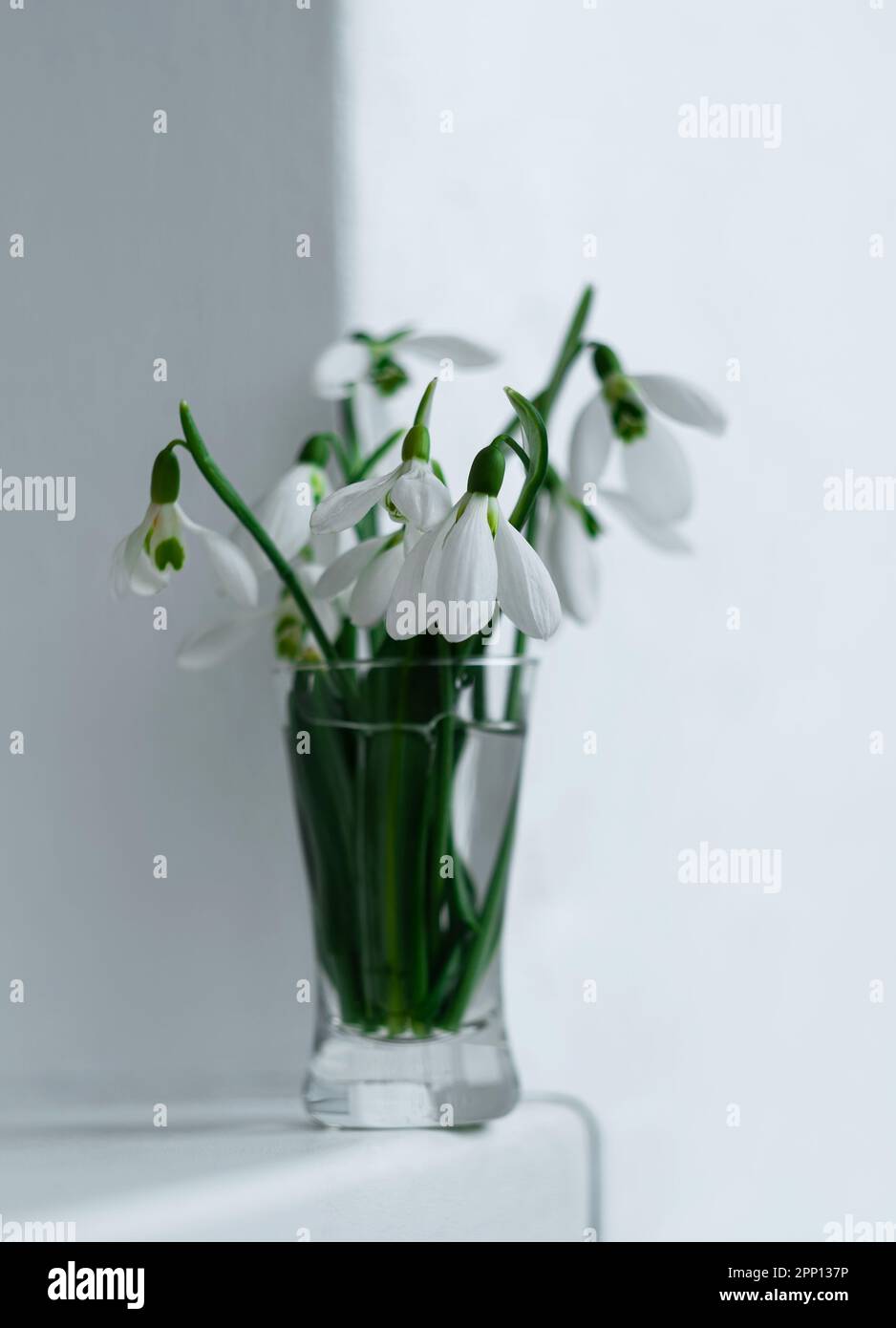 Bouquet di fiori di Galanthus o gocce di neve bianche in vaso di vetro primo piano su sfondo chiaro. Carta da parati floreale. Fioritura gocce di piante di rugiada con sh Foto Stock