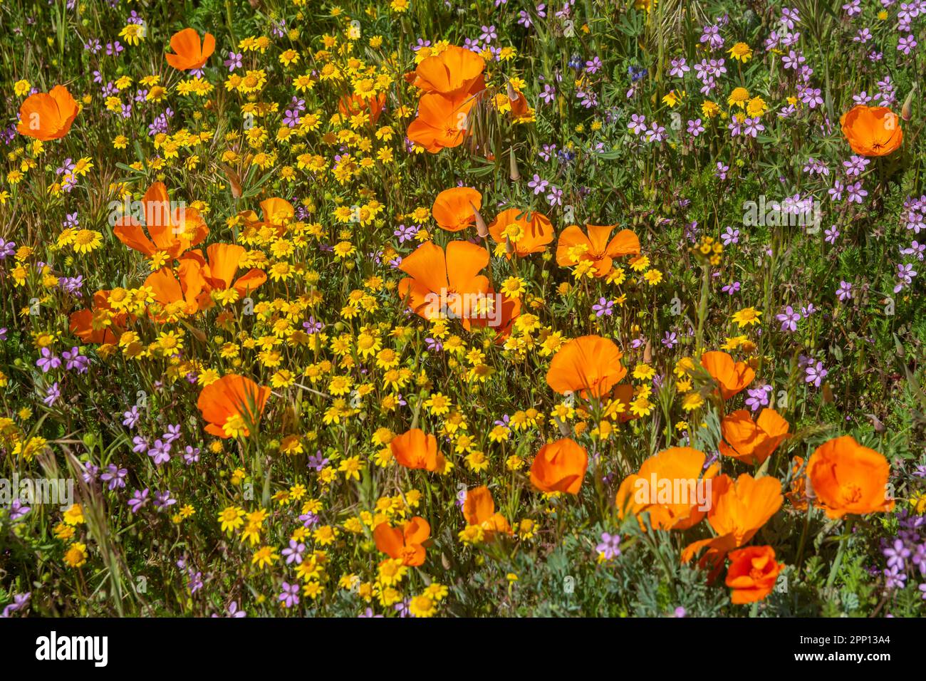 Le condizioni atmosferiche hanno prodotto superfiori di papavero e di fiori selvatici nella Valle dell'Antelope nella California del Sud, a nord di Los Angeles, nel 2019 e nel 2023. Foto Stock