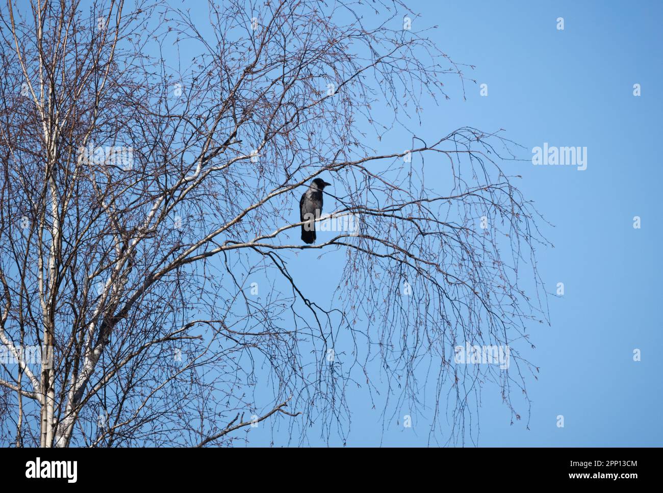 Un corvo incappucciato è sull'albero di betulla sotto il cielo blu Foto Stock