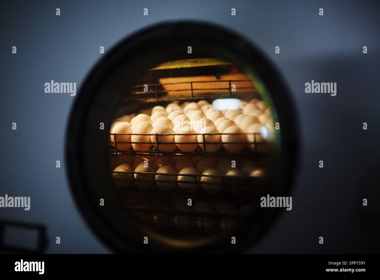 Molte uova in incubatore di calore Foto Stock