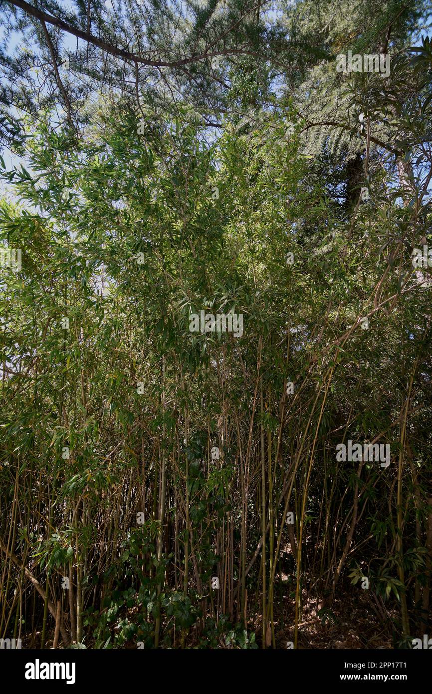 Bamboo Grove: Un sereno raggruppamento di steli di Tall Foto Stock