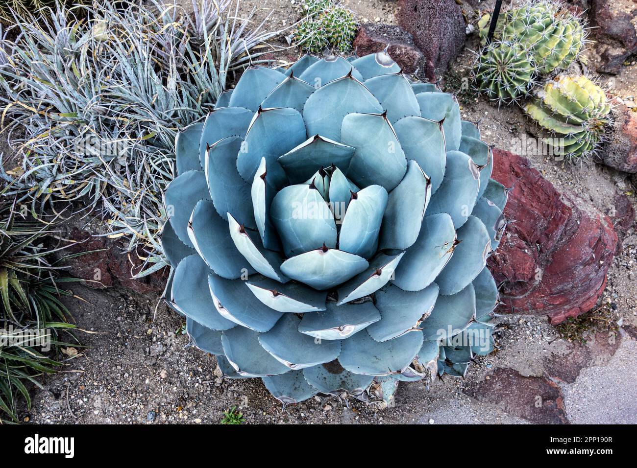 Agave parryi, var.truncata, California Foto Stock