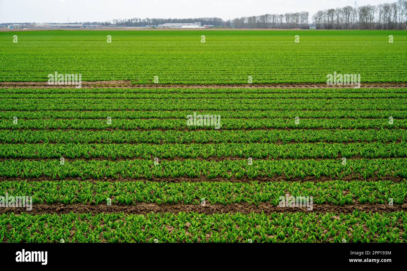 Paesaggio rurale con tulipani in crescita Foto Stock