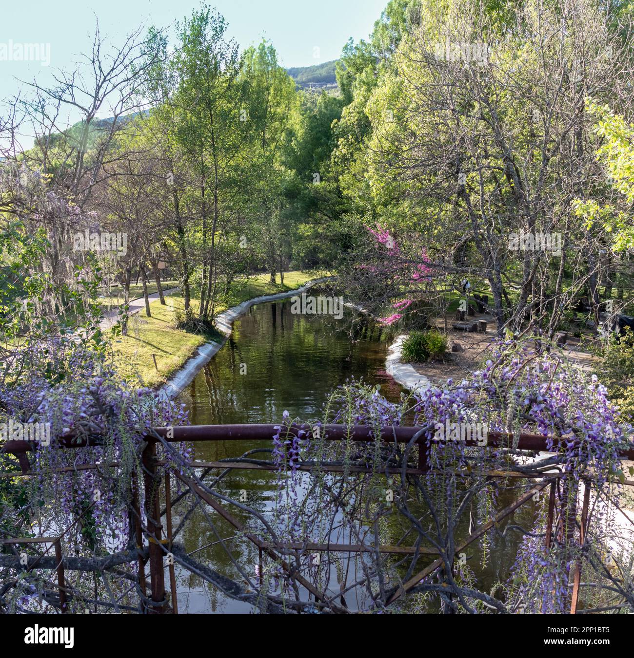 Wisteria en primer plano en este hermoso paisaje con árboles y agua. Enfoque selectivo Foto Stock