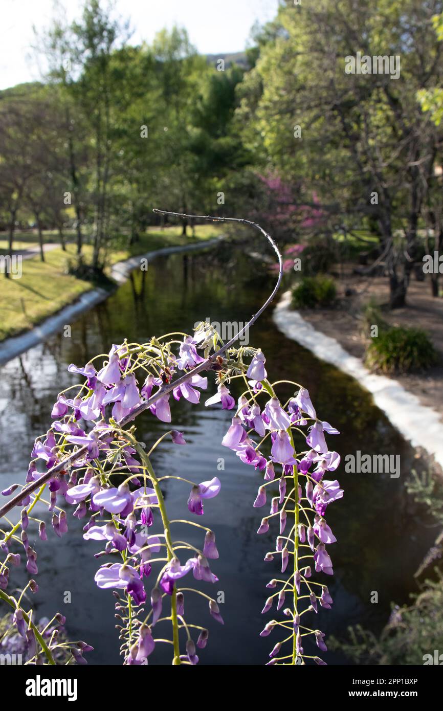 Wisteria en primer plano en este hermoso paisaje con árboles y agua. Enfoque selectivo Foto Stock