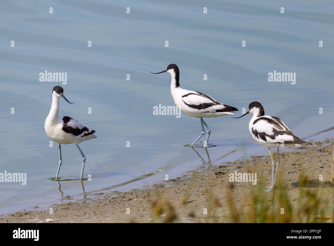 Un gruppo di Avocets Pied a piedi vicino all'acqua, giorno di sole in estate nel nord della Francia Foto Stock